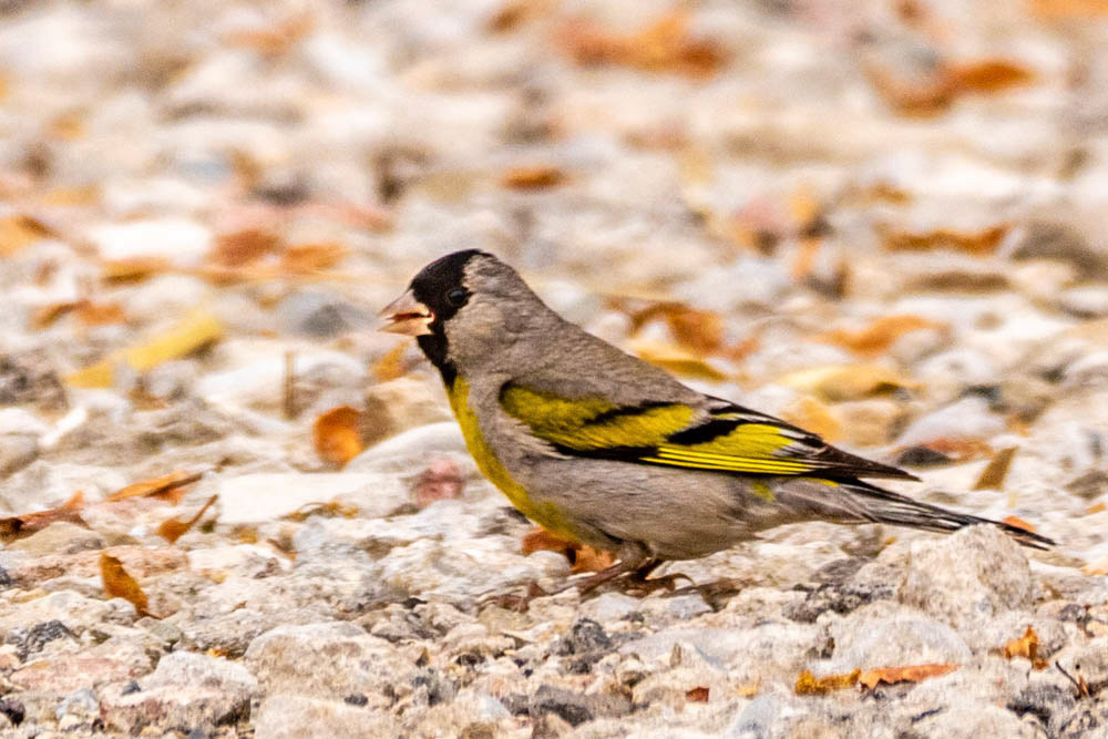 Lawrence's Goldfinch in Canada Larga