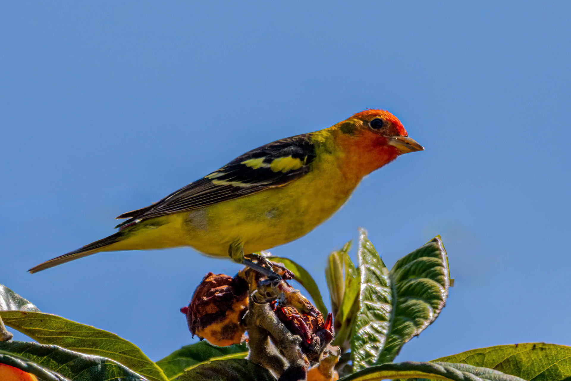 Western Tanager in Canada Larga