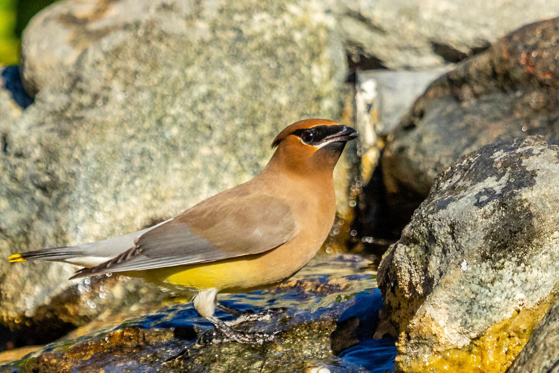 Cedar Waxwing in Thousand Oaks