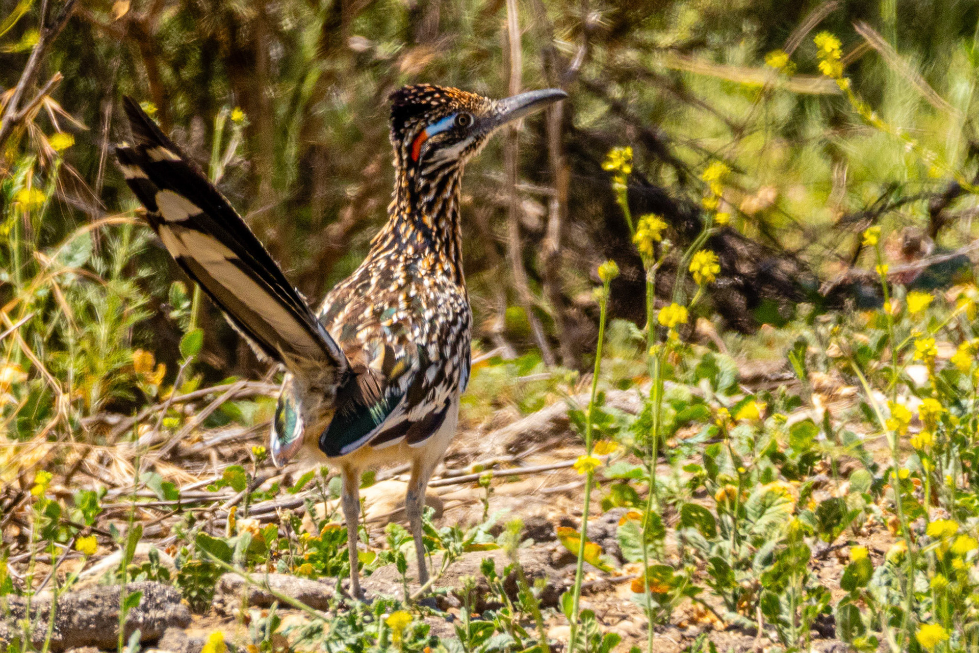 Greater Roadrunner in Canada Larga Ojai