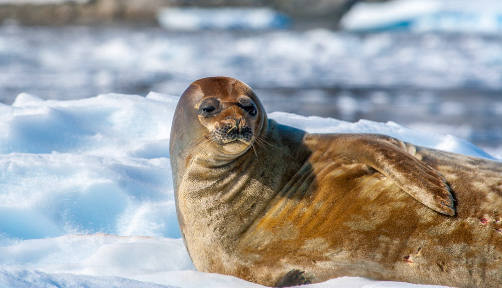 Sleepy Weddel seal at Cieva Cove Antarctic Peninsula