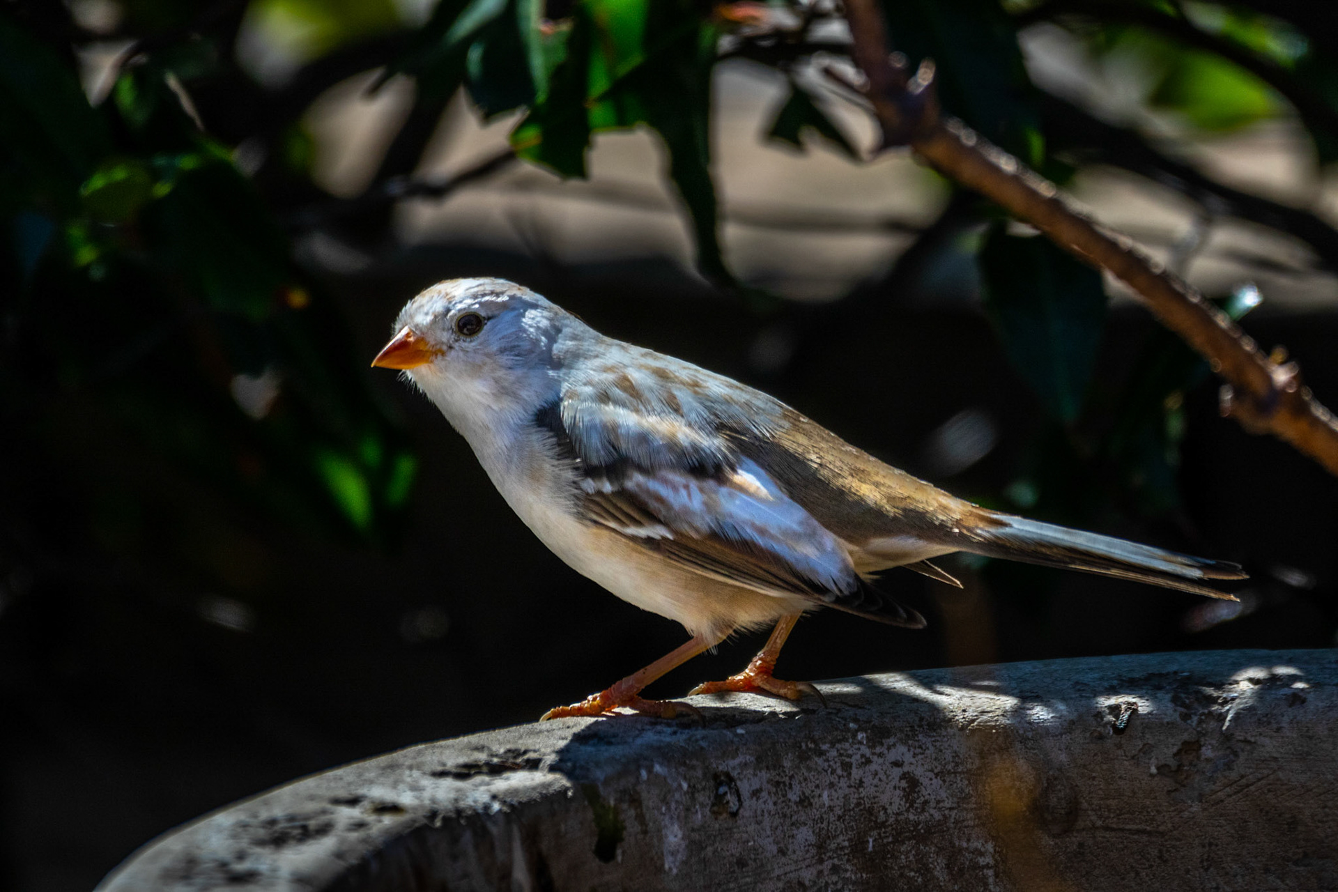 Leucistic White-crowned Sparrow