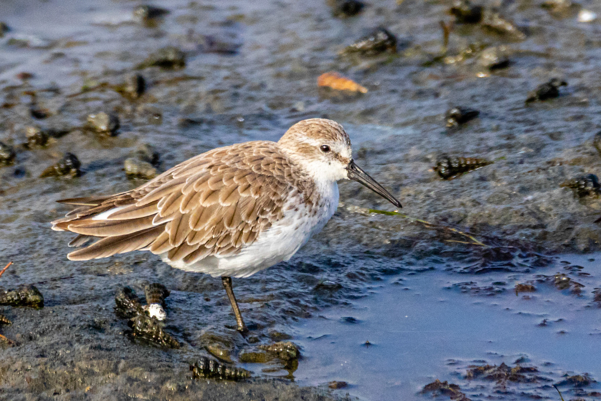 Western Sandpiper at Bolsa Chica Reserve