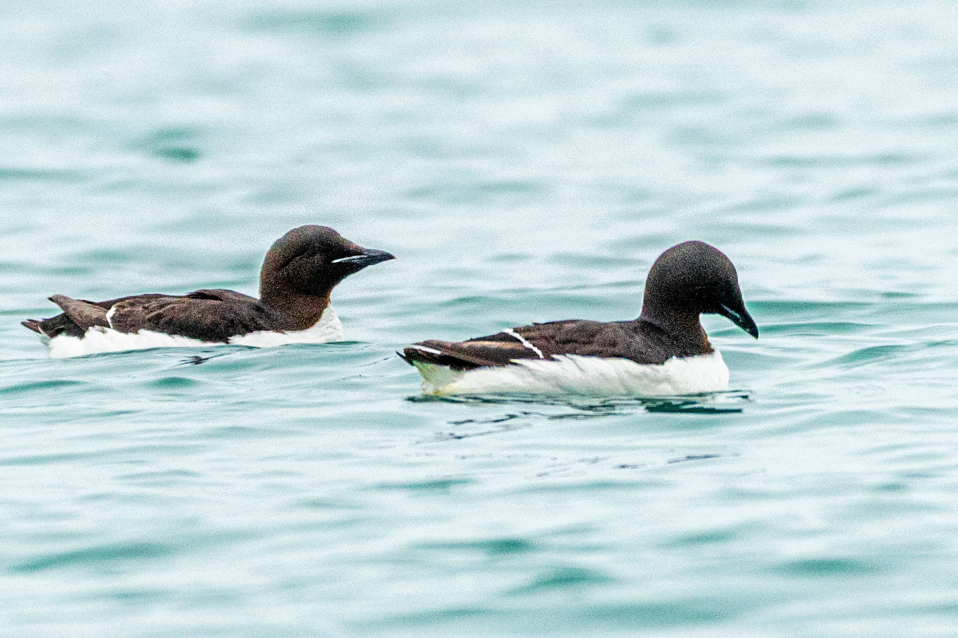 Hamiltonbukta Svalbard Nesting Brunnich's Guillemot