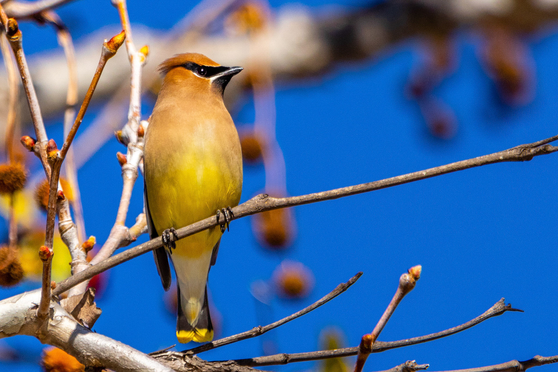 Cedar Waxwing at Simi Ponds