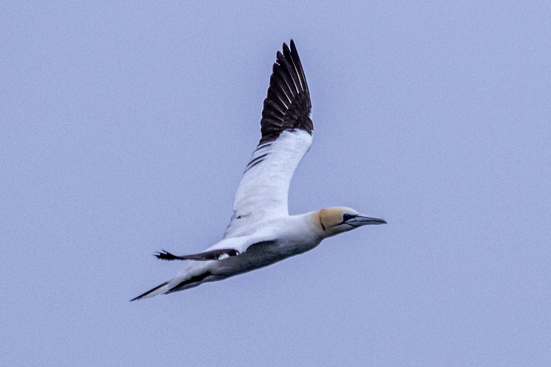 North Cape Gjesvær Bird Watching Tour Northern Gannet