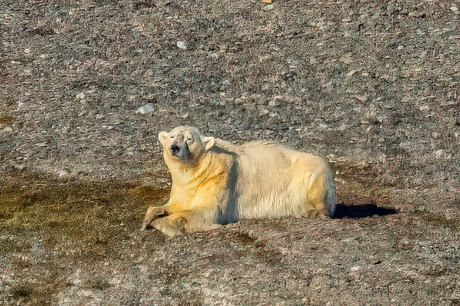 Polar Bear enroute to 80th Parallel