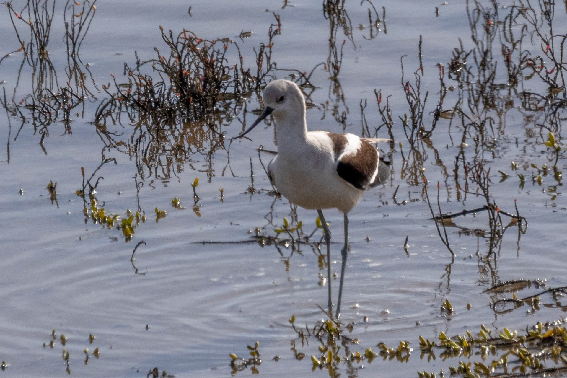 American Avocet at Bolsa Chica Marsh