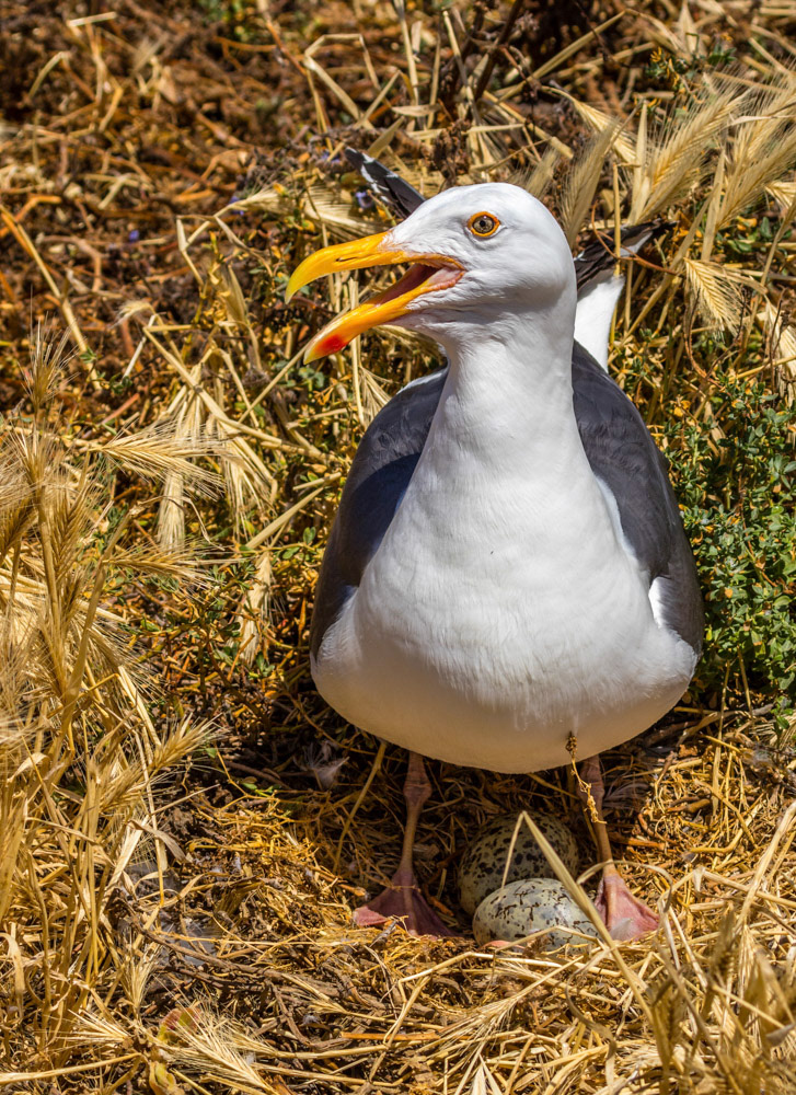 Irate gull and her eggs