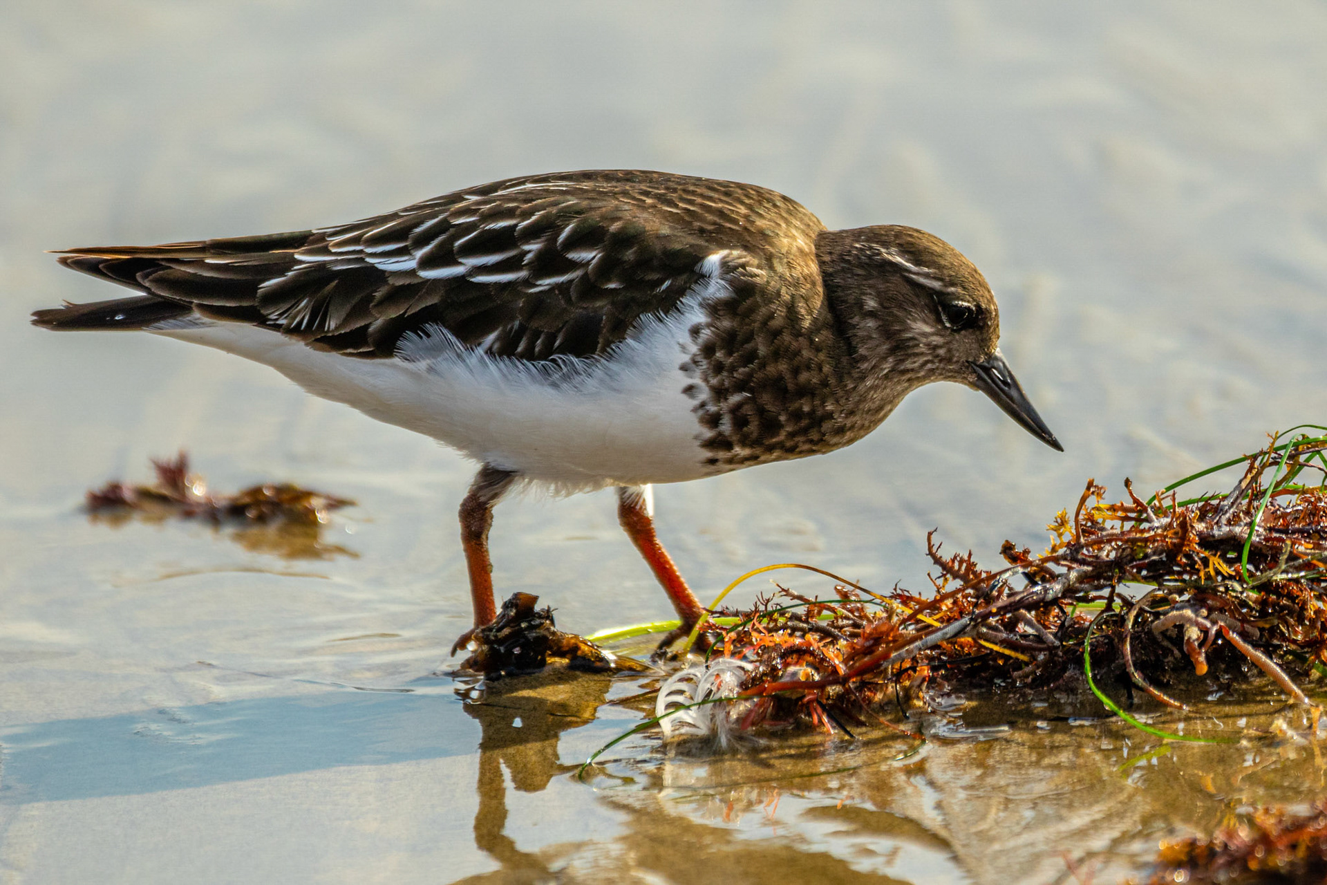 Black Turnstone at Malibu Lagoon