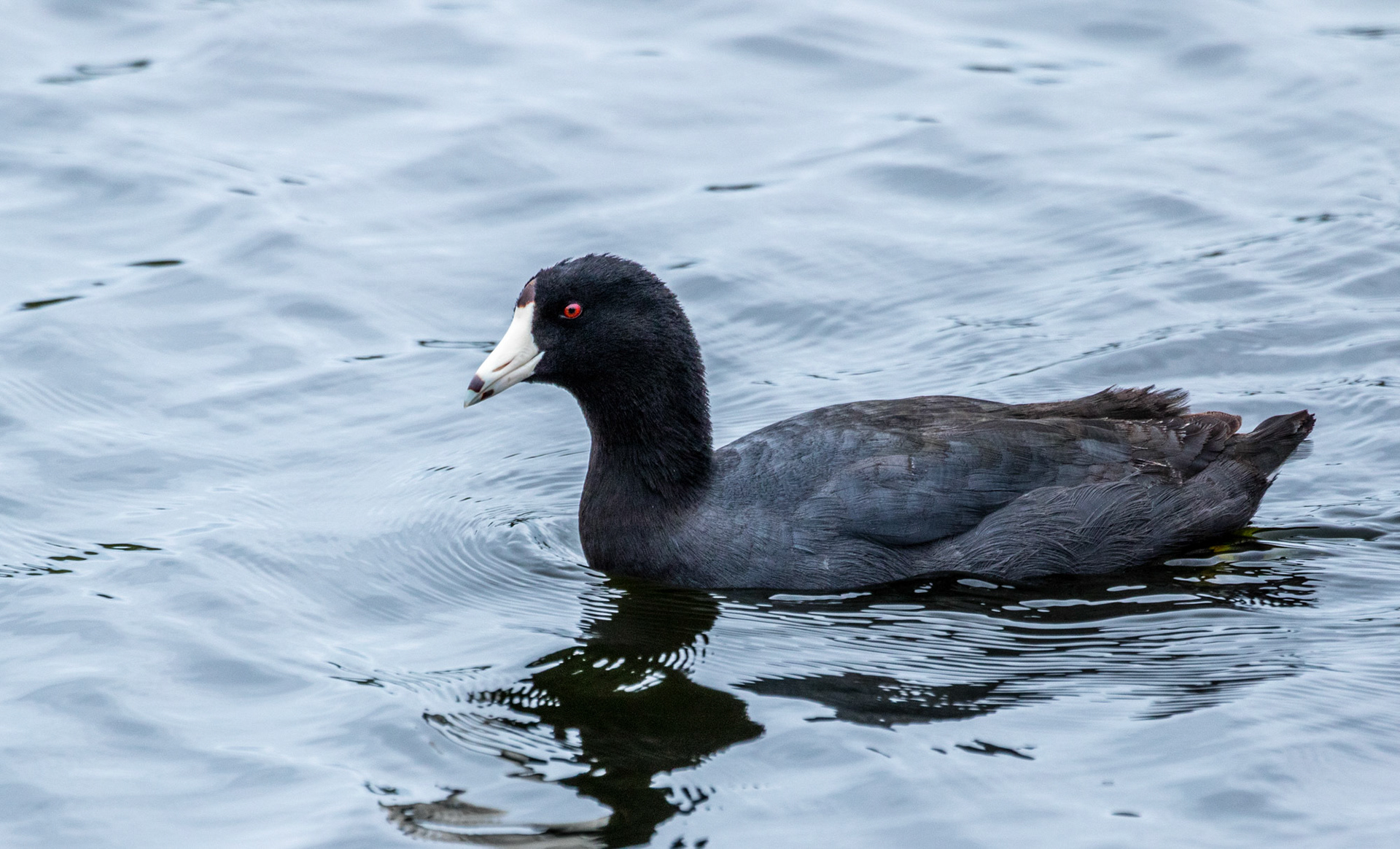 Common Coot