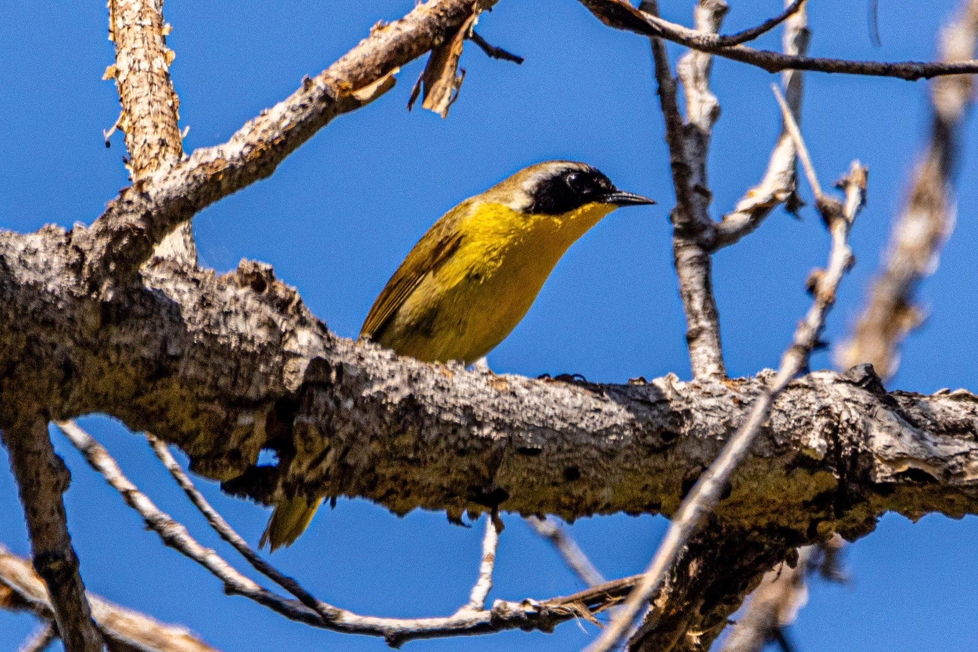 Common Tellowthroat at Sepulveda Dam