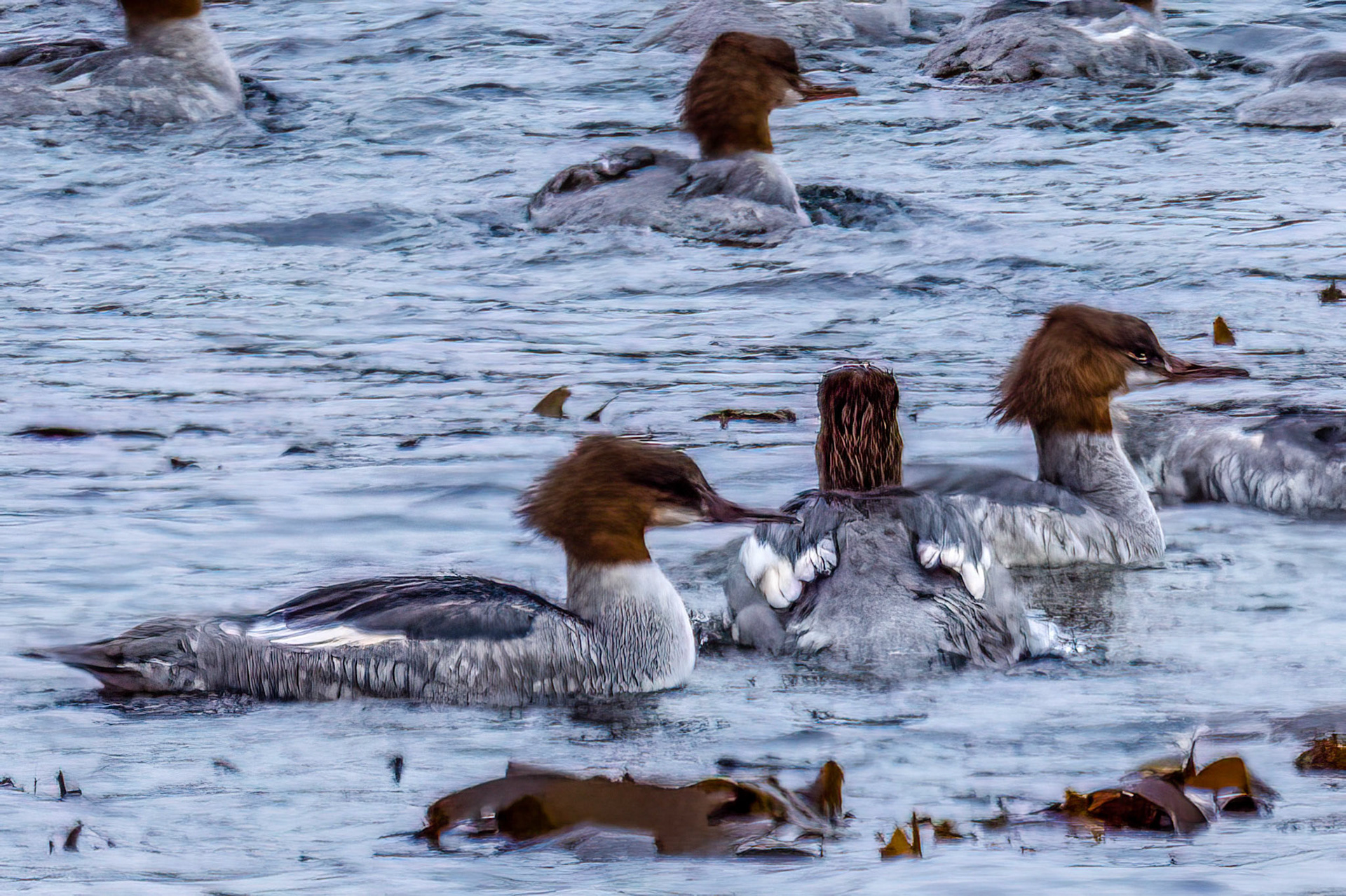 North Cape Gjesvær Bird Watching Tour Goosander