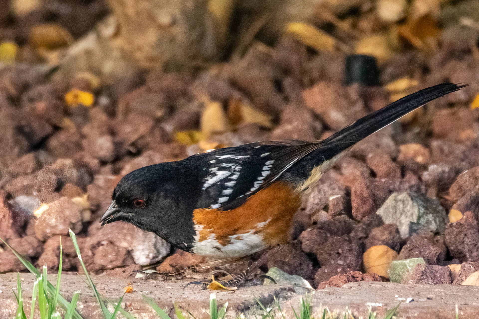 Spotted Towhee