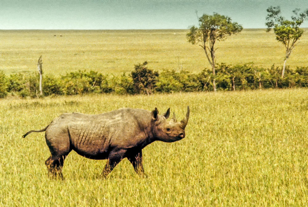 Black Rhino - Masai Mara Kenya 1984