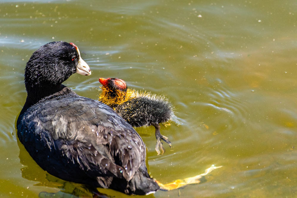 Common Coot and Chick at Lake Carneros