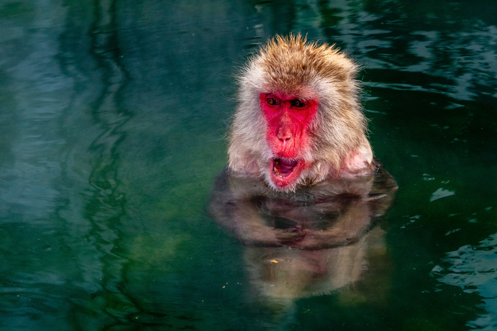 Hakodate Tropical Botanical Garden Monkeys