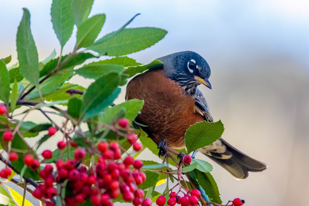 American Robin in Hawk Canyon