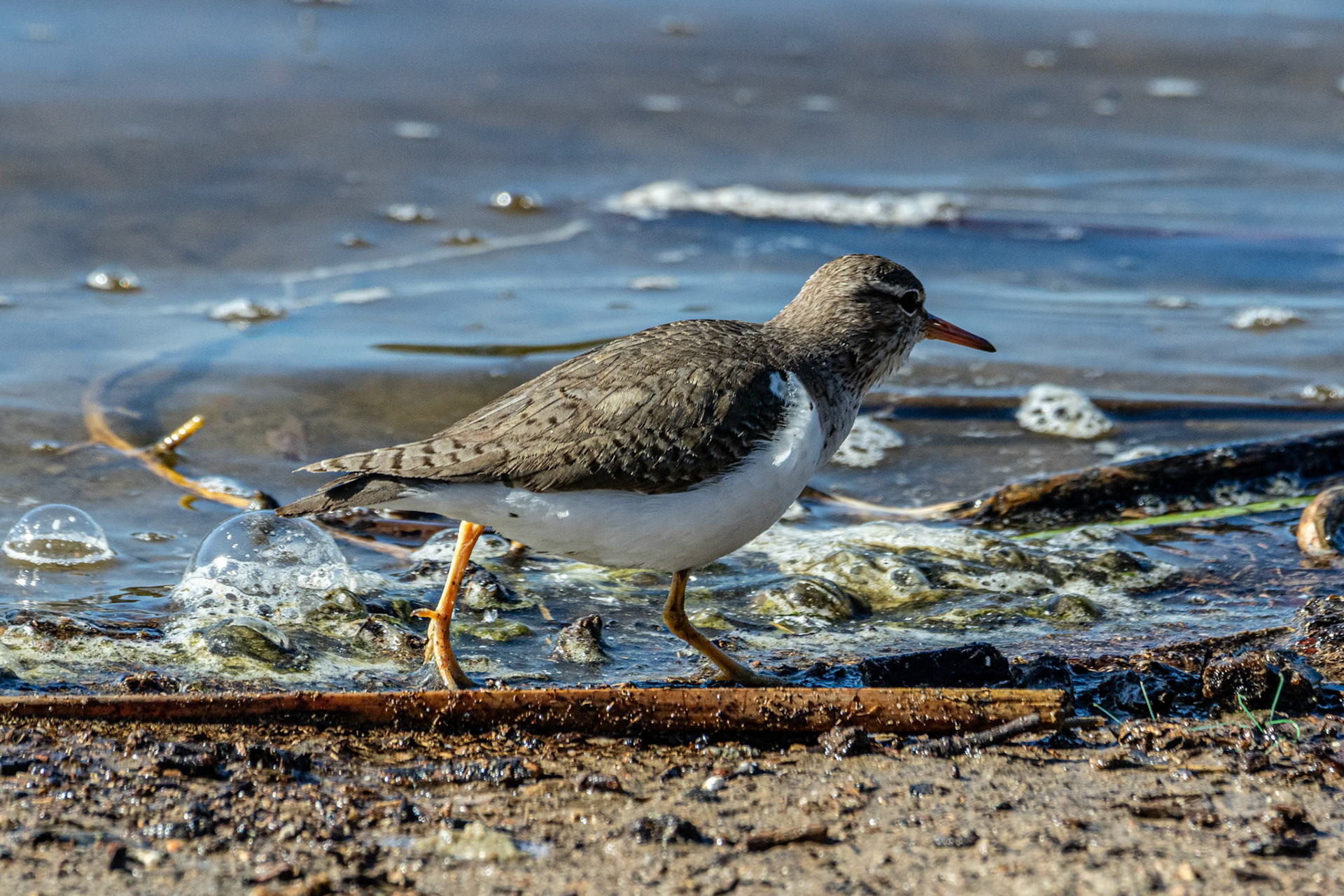 Spotted Sandpiper at Andree Clarke Refuge