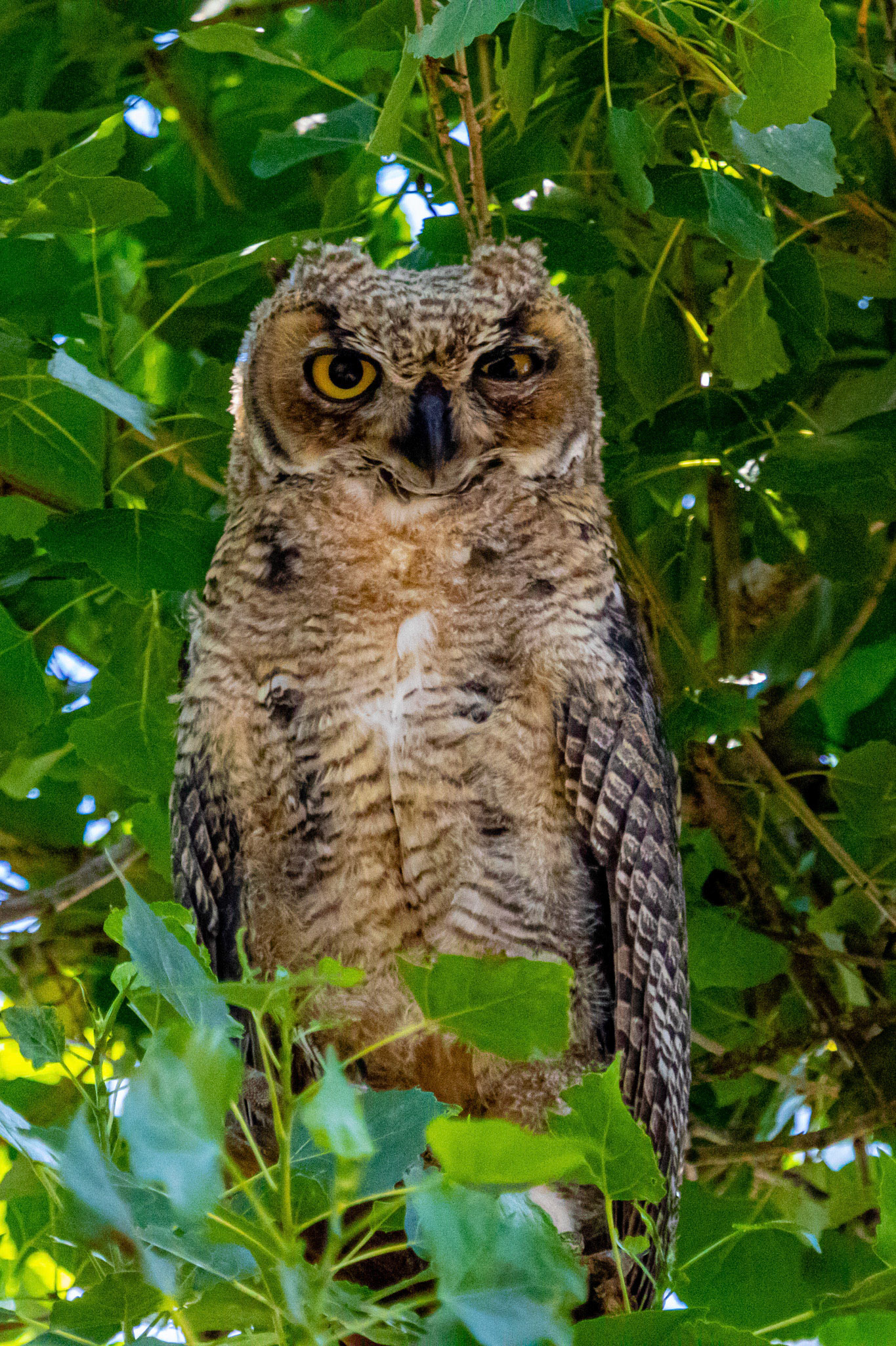 Great Horned Owl at Lake Casitas