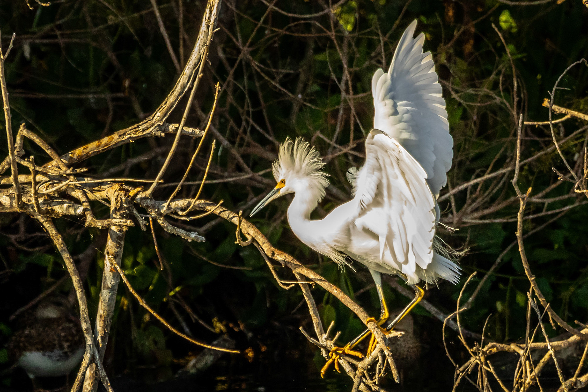 Snowy Egret at Ventura Ponds