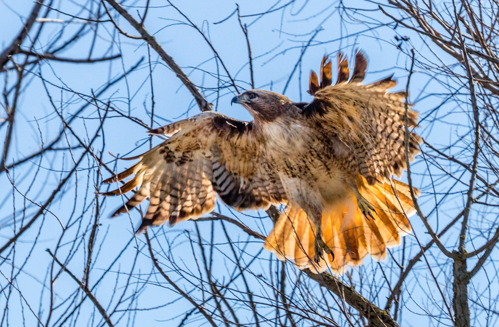 Redtailed Hawk takes flight