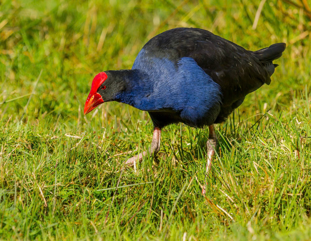 Marsh Hen South Island New Zealand