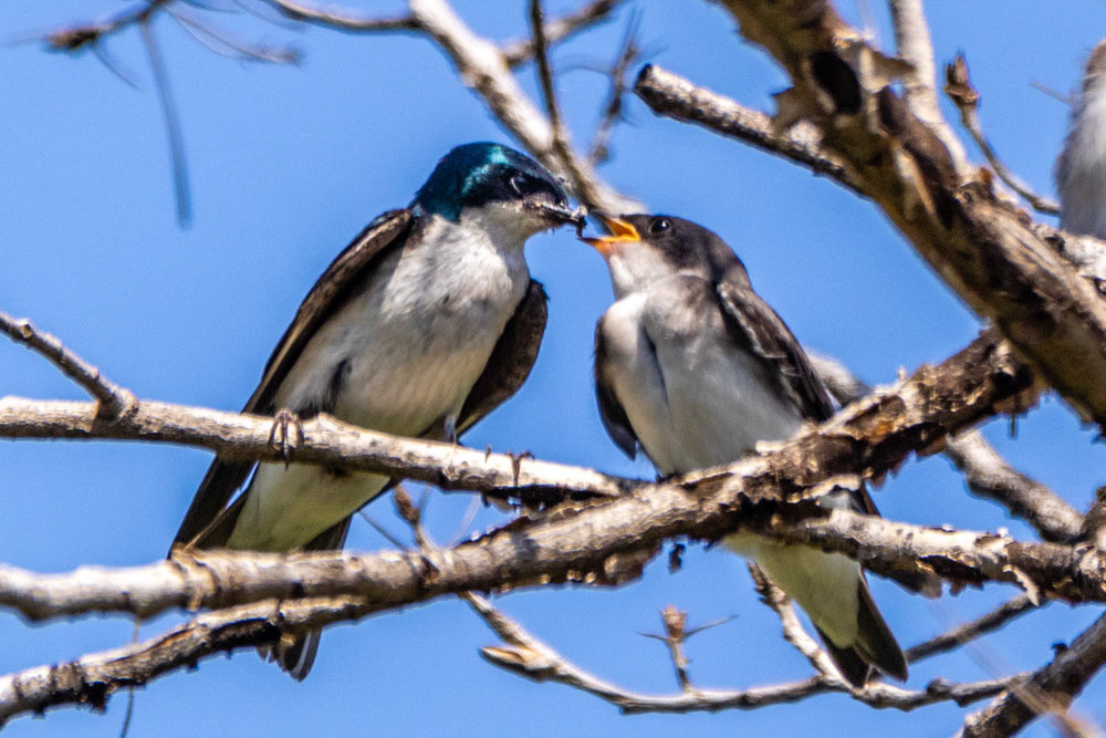 Tree Swallow feeding young at Sepulveda Dam