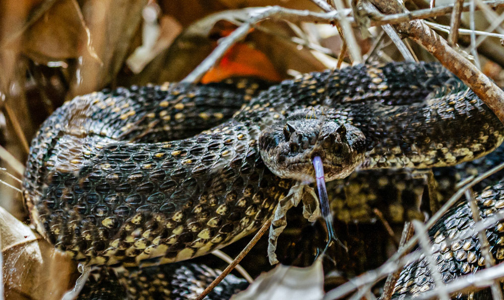 Southern Pacific Rattlesnake