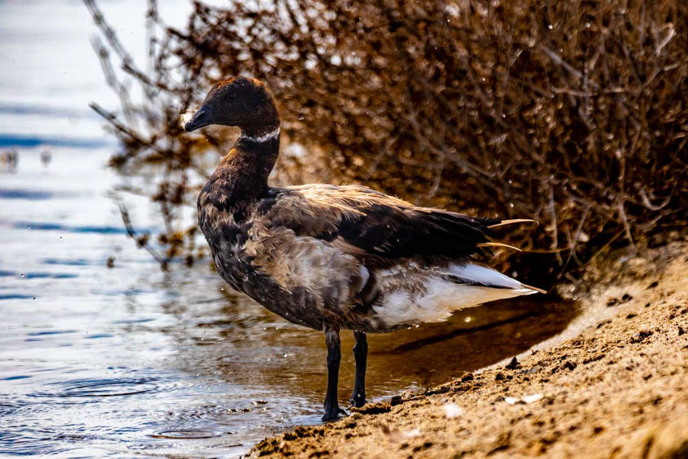 Brant Goose at Santa Clara River Estuary