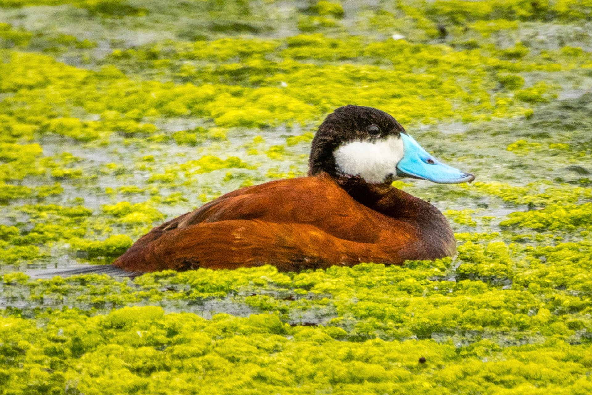 Ruddy Duck