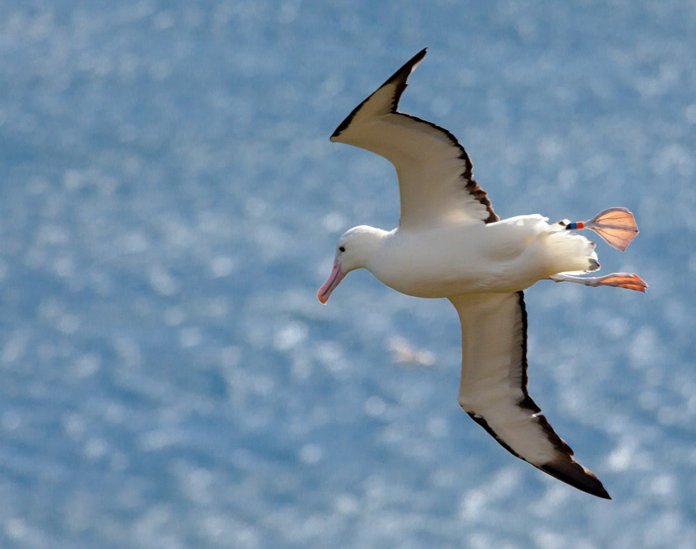 Royal Albatross over New Zealand