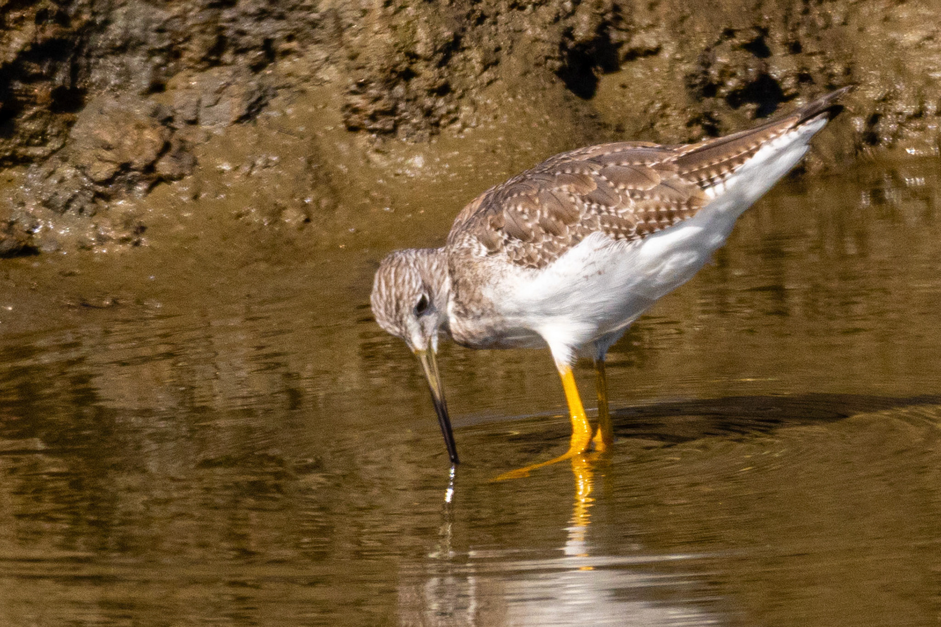 Lesser Yellowlegs at Bolsa Chica Wetlands