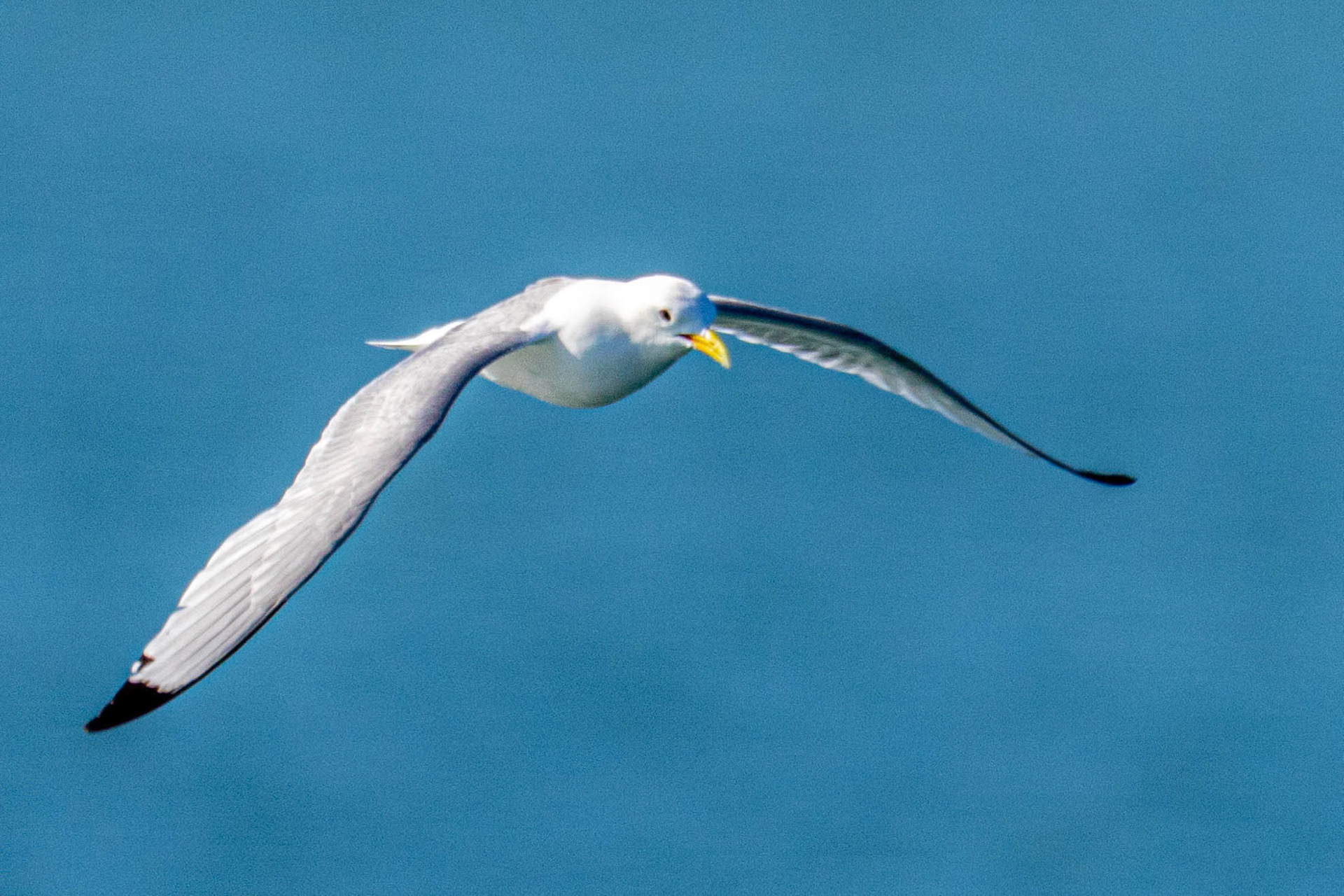 Bockfjorden Zodiac Cruise Black-Legged Kittiwake