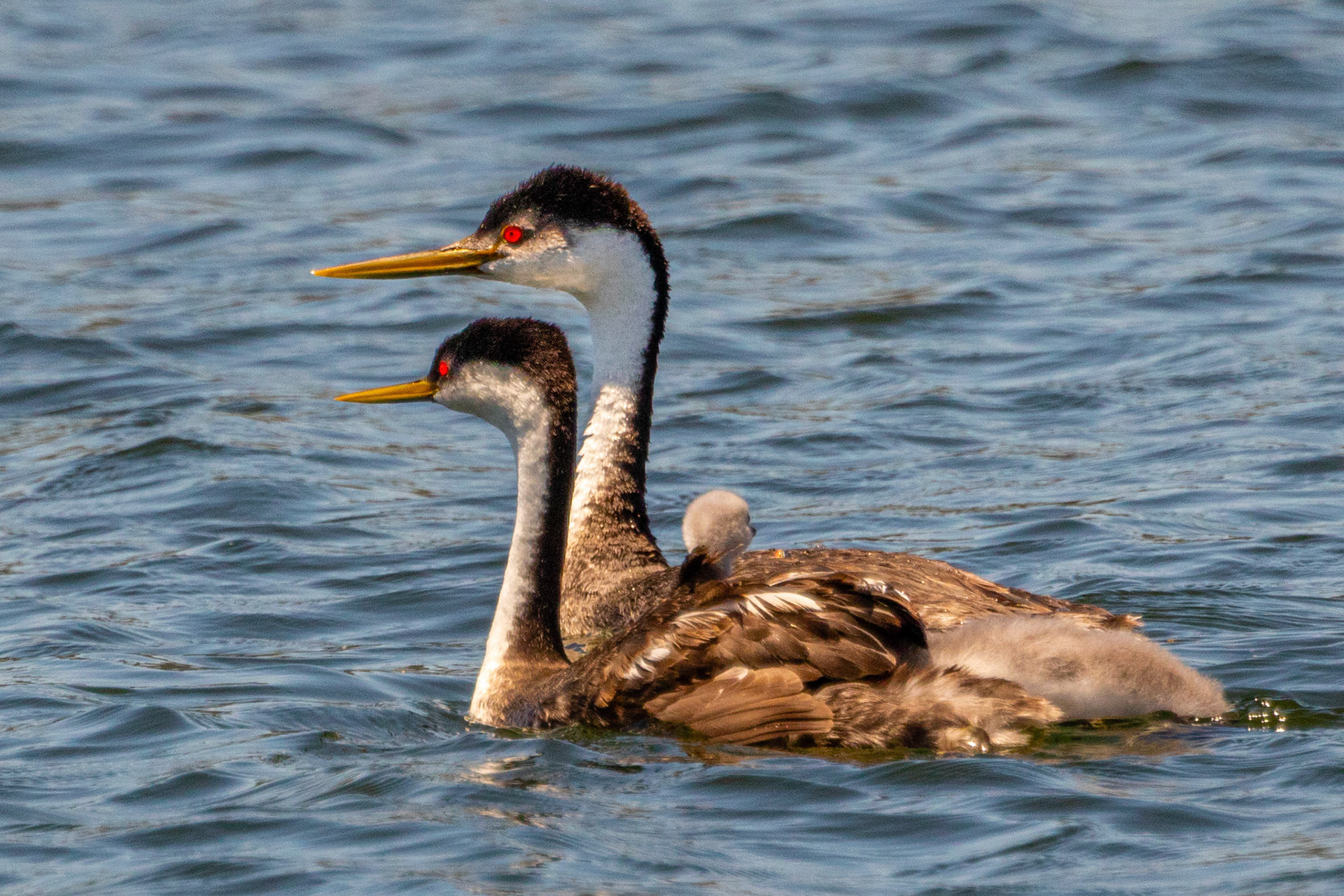 A Western Grebe pair with hitch hiking chick at Lake Casitas