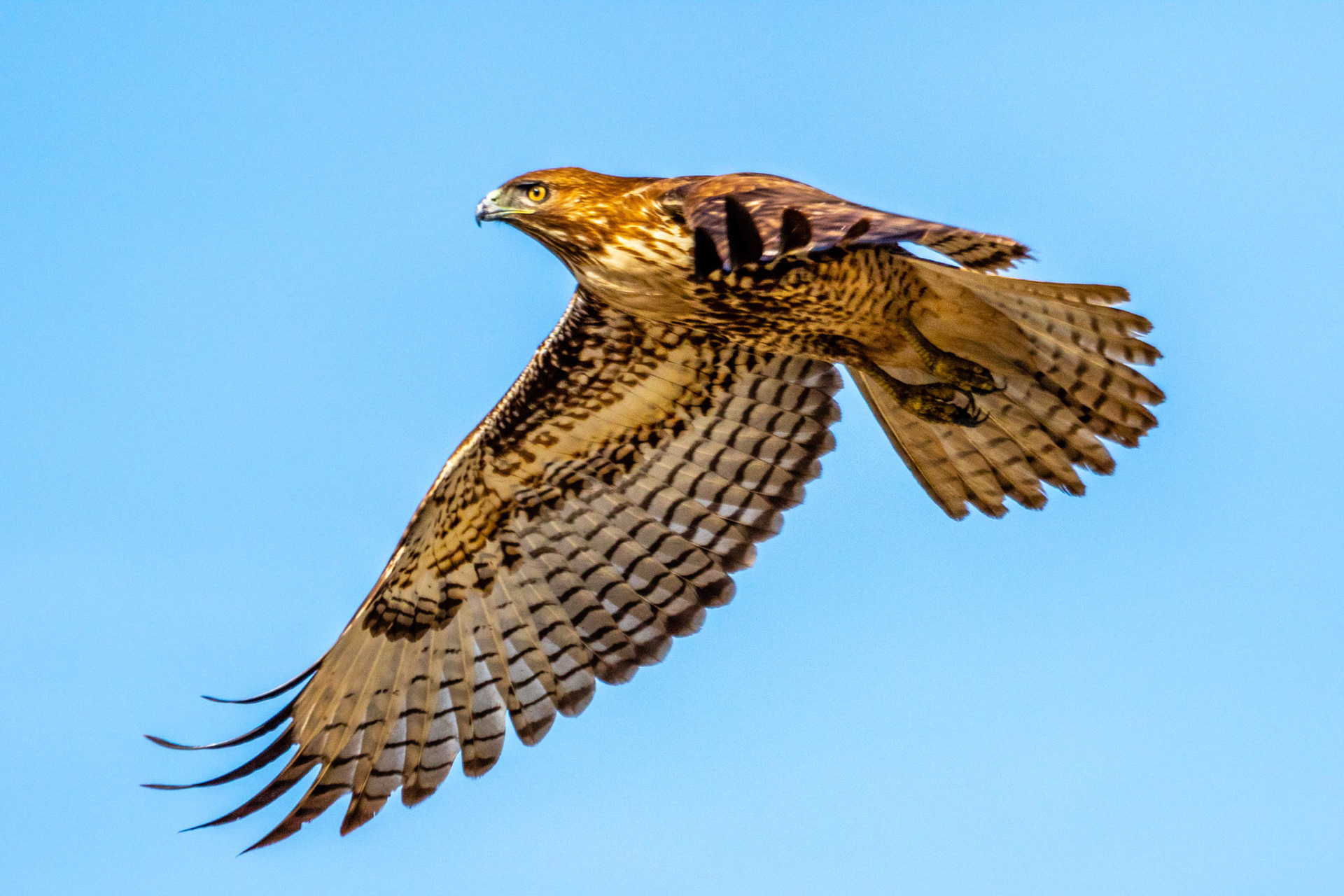 Red-tailed Hawk at Camarillo Ponds