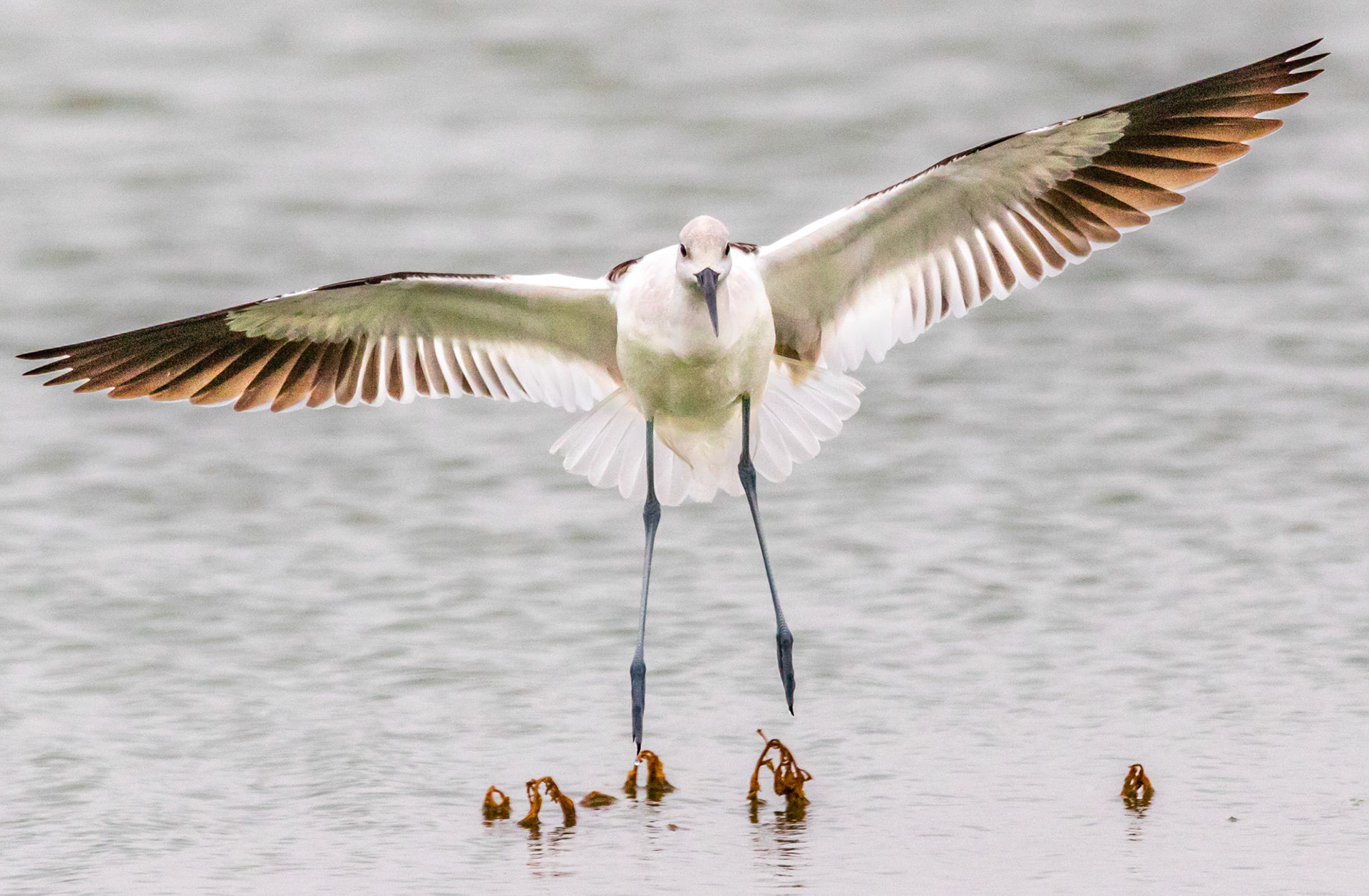 American Avocet landing at Ventura Beach