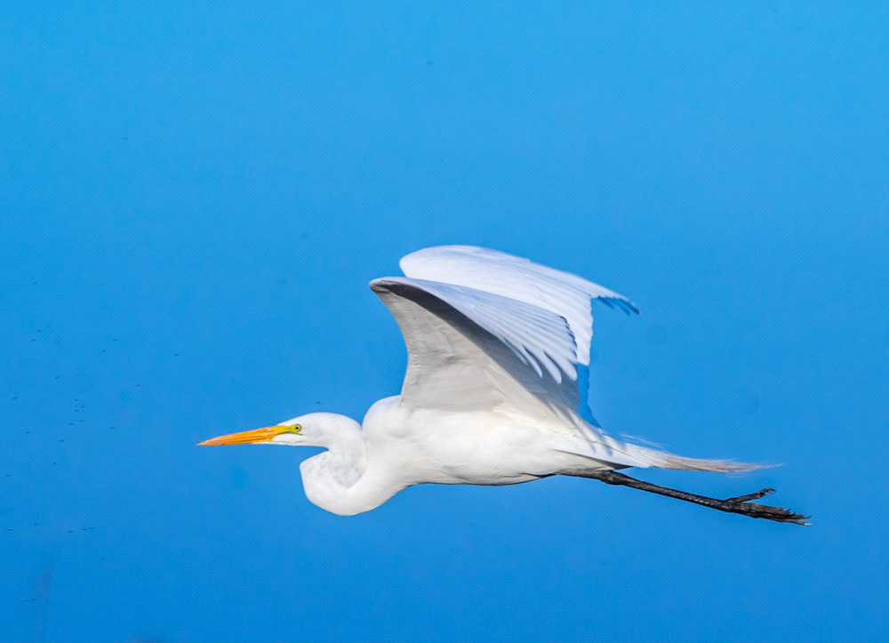 Great Egret in flight