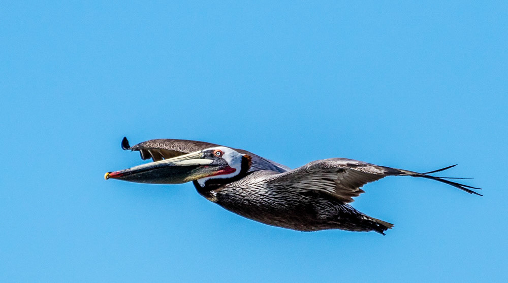 Brown Pelican