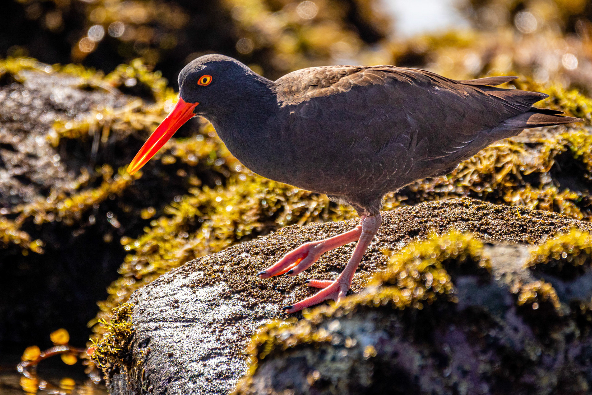 Black Oystercatcher at Rincon Beach