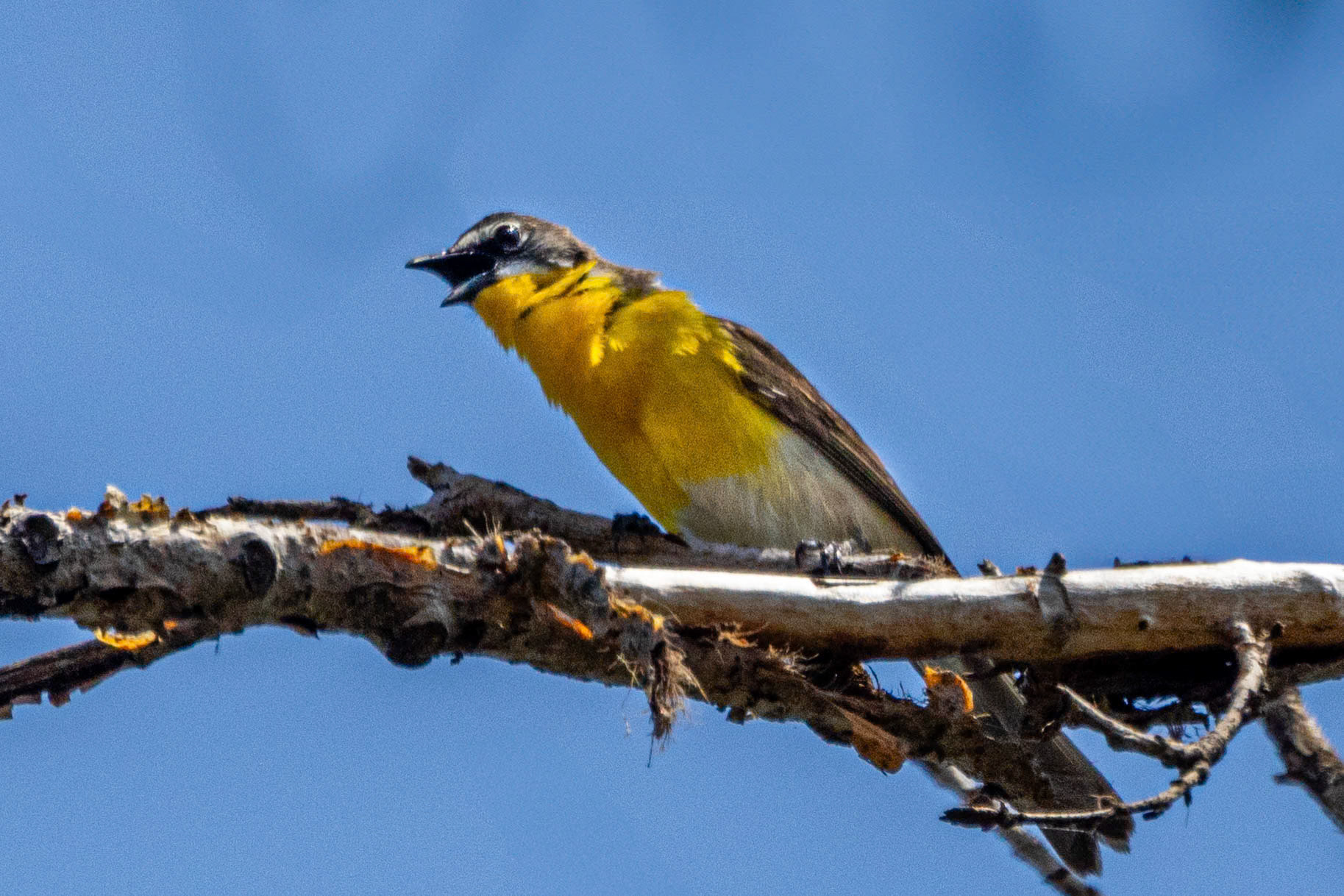 Yellow-Breasted Chat at Sepulveda Dam