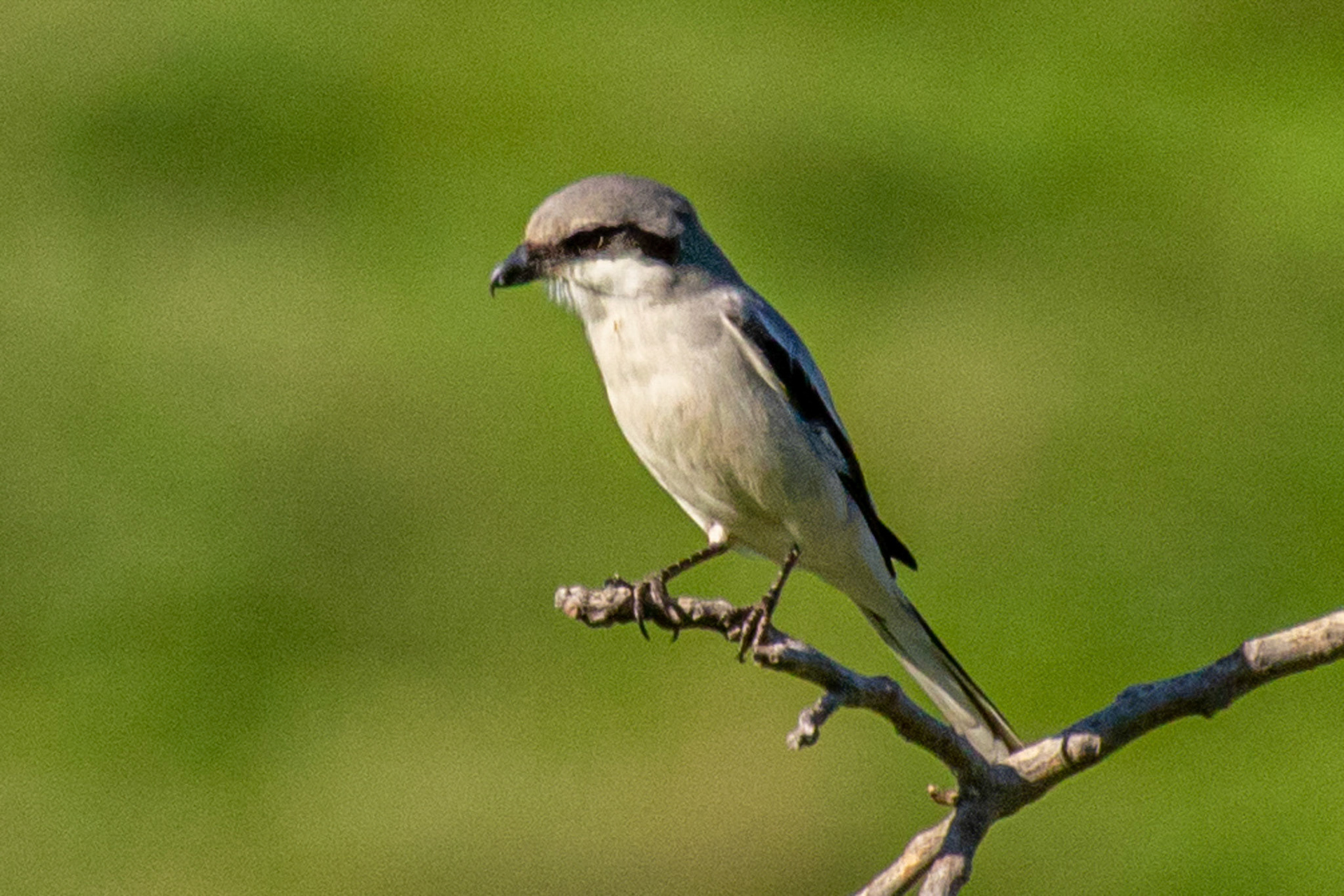 Loggerhead Shrike in Canada Larga Ojai
