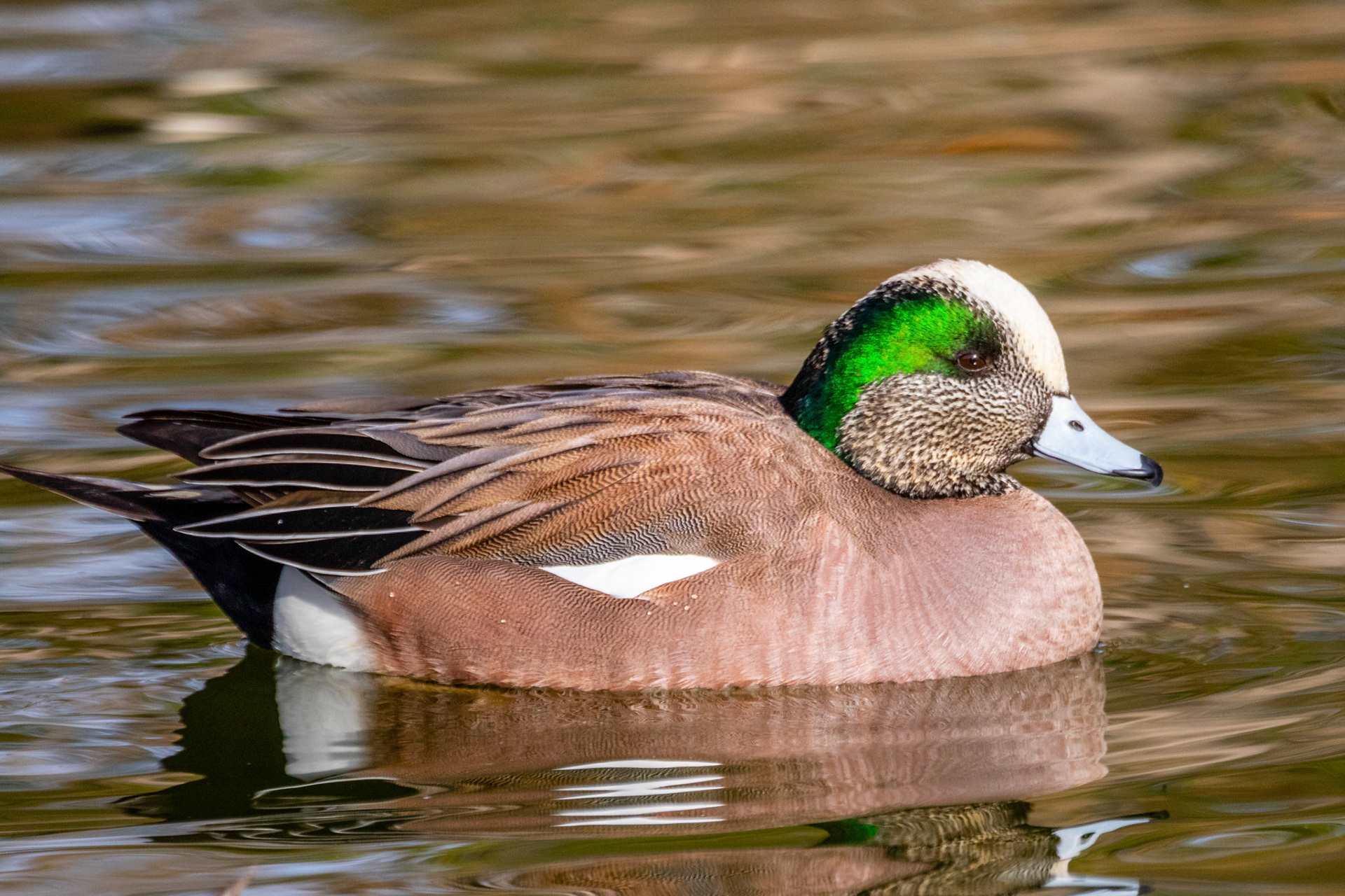 American Wigeon at Simi Ponds