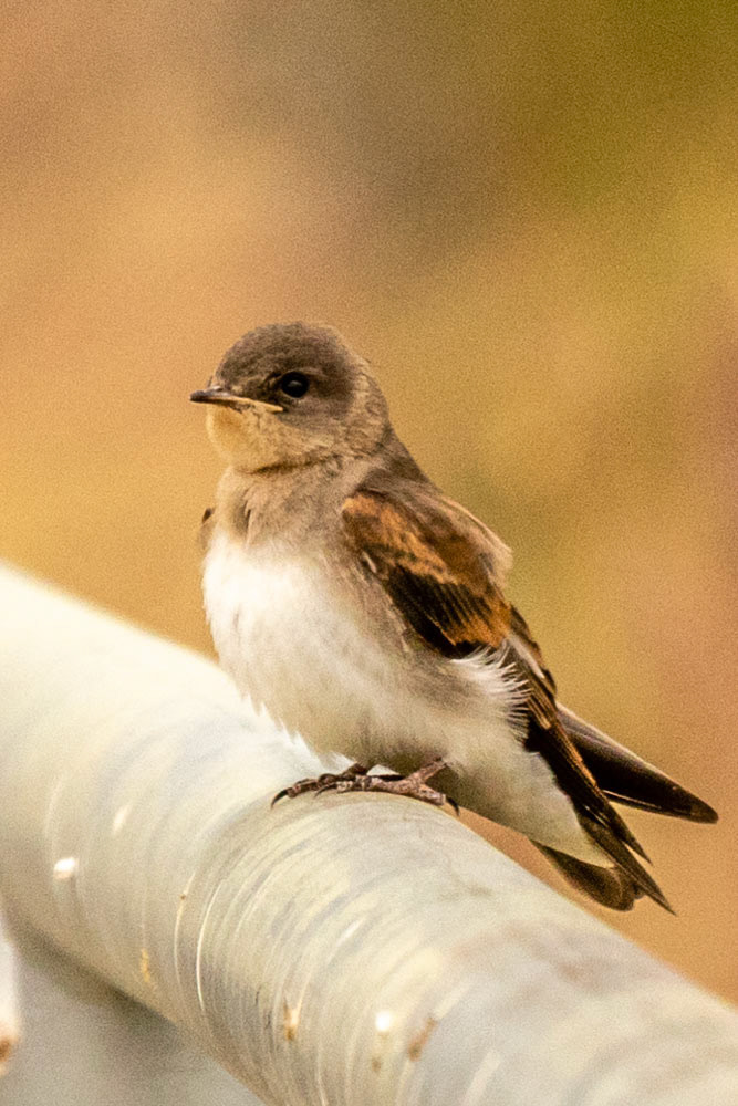 Bank Swallow in Simi Arroyo