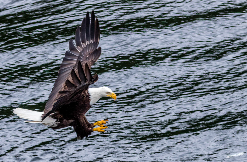 Bald Eagle going for fish near Ketchikan