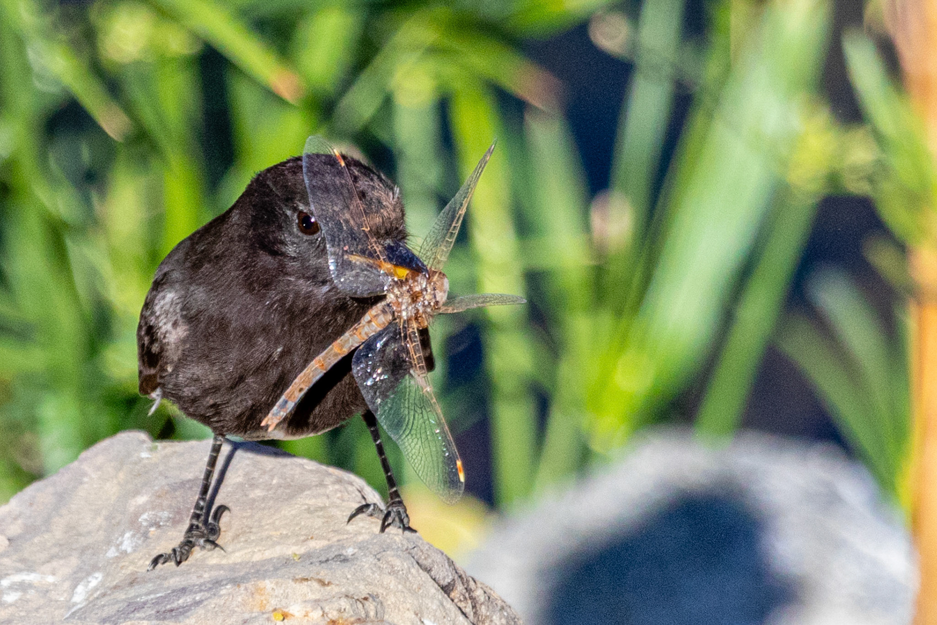 Black Phoebe with lunch in Simi Arroyo