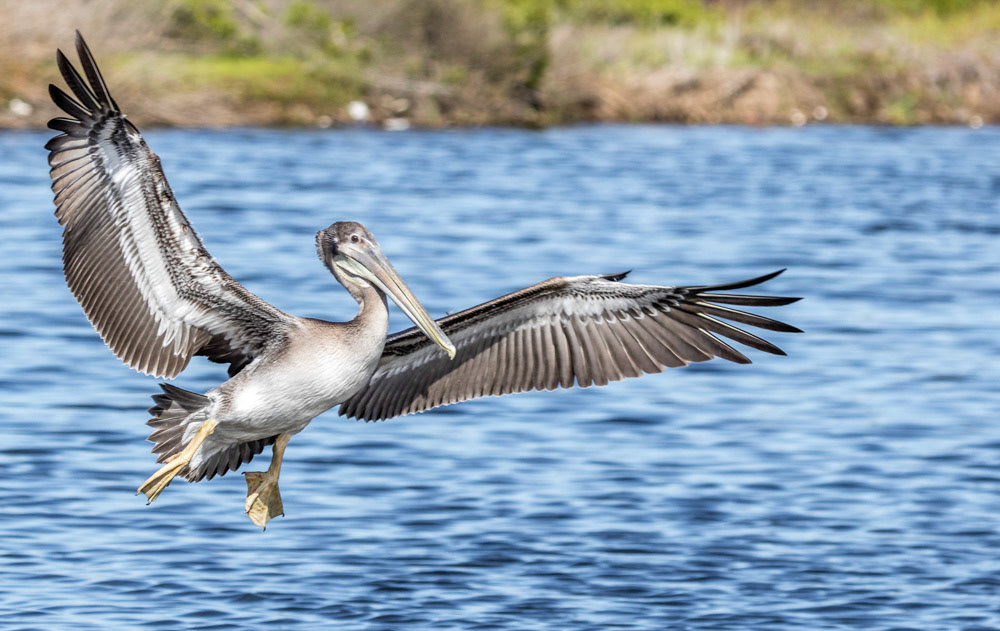 White Pelican at Ormond Beach