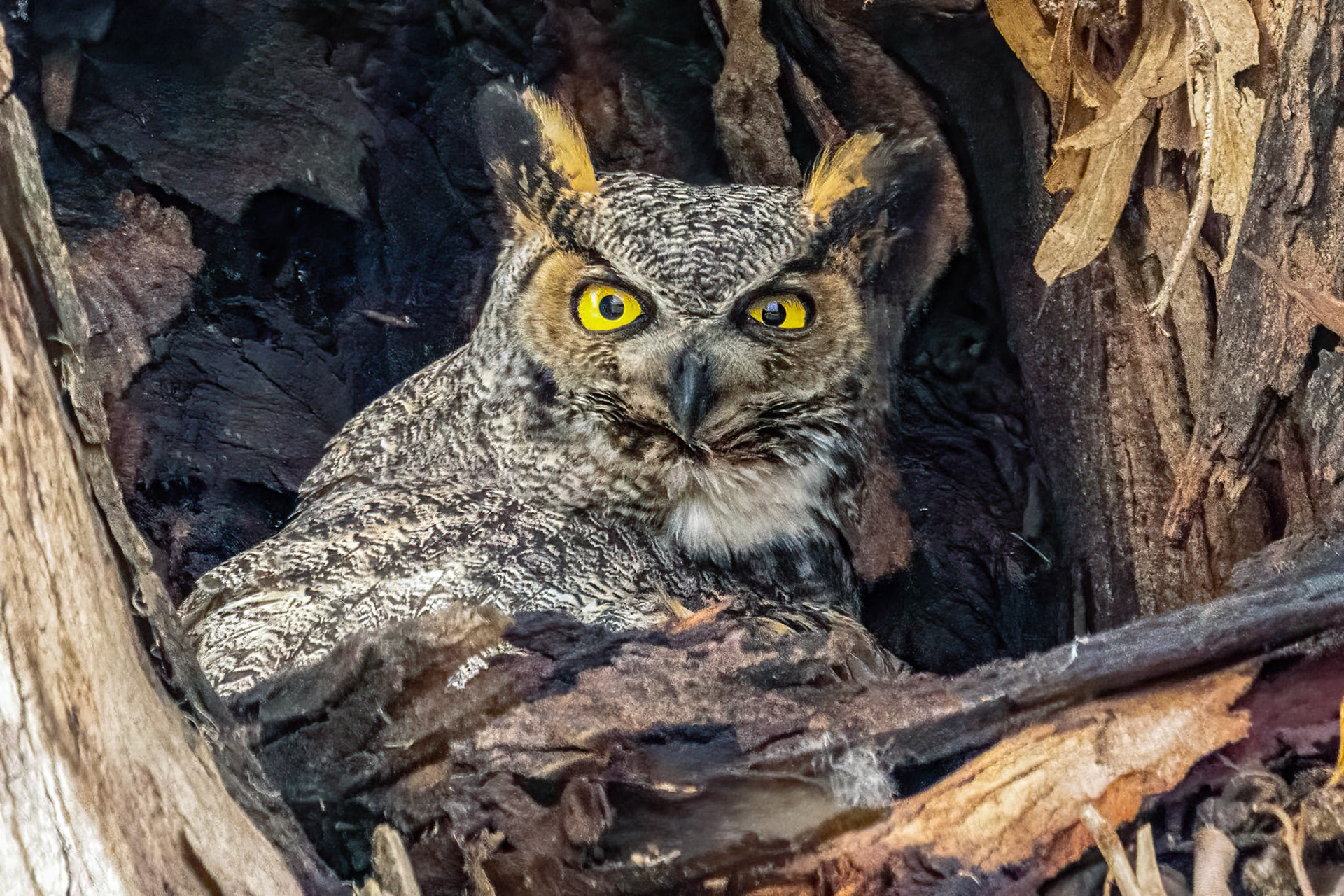 Great-Horned Owl at Olivas Adobe