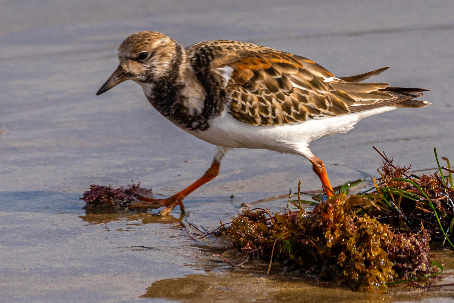 Ruddy Turnstone at Malibu Lagoon