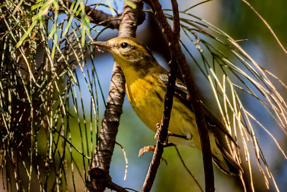 Blackburnian Warbler at Bob Killdee Park